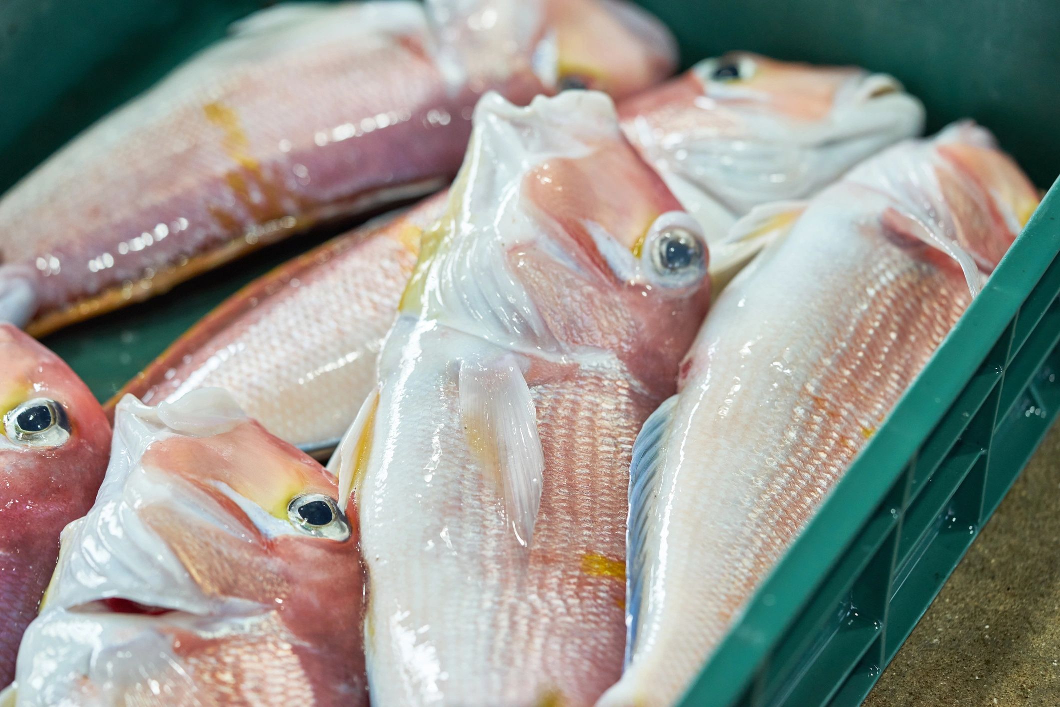 Fresh seafood displayed in crates at a fish market