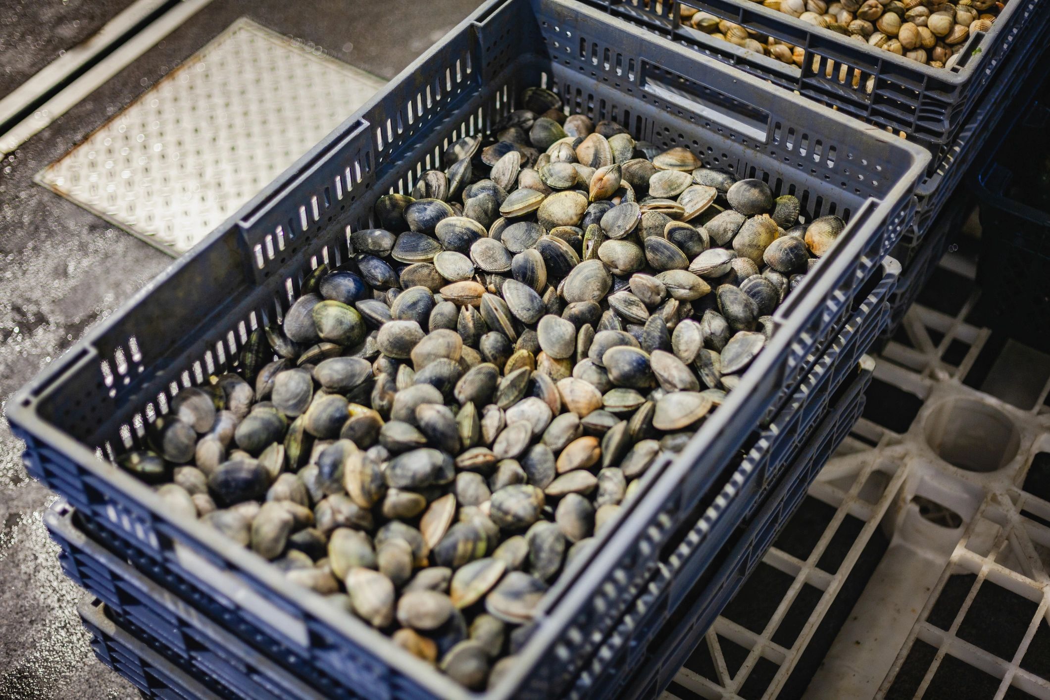 Fresh seafood crates in a fish market