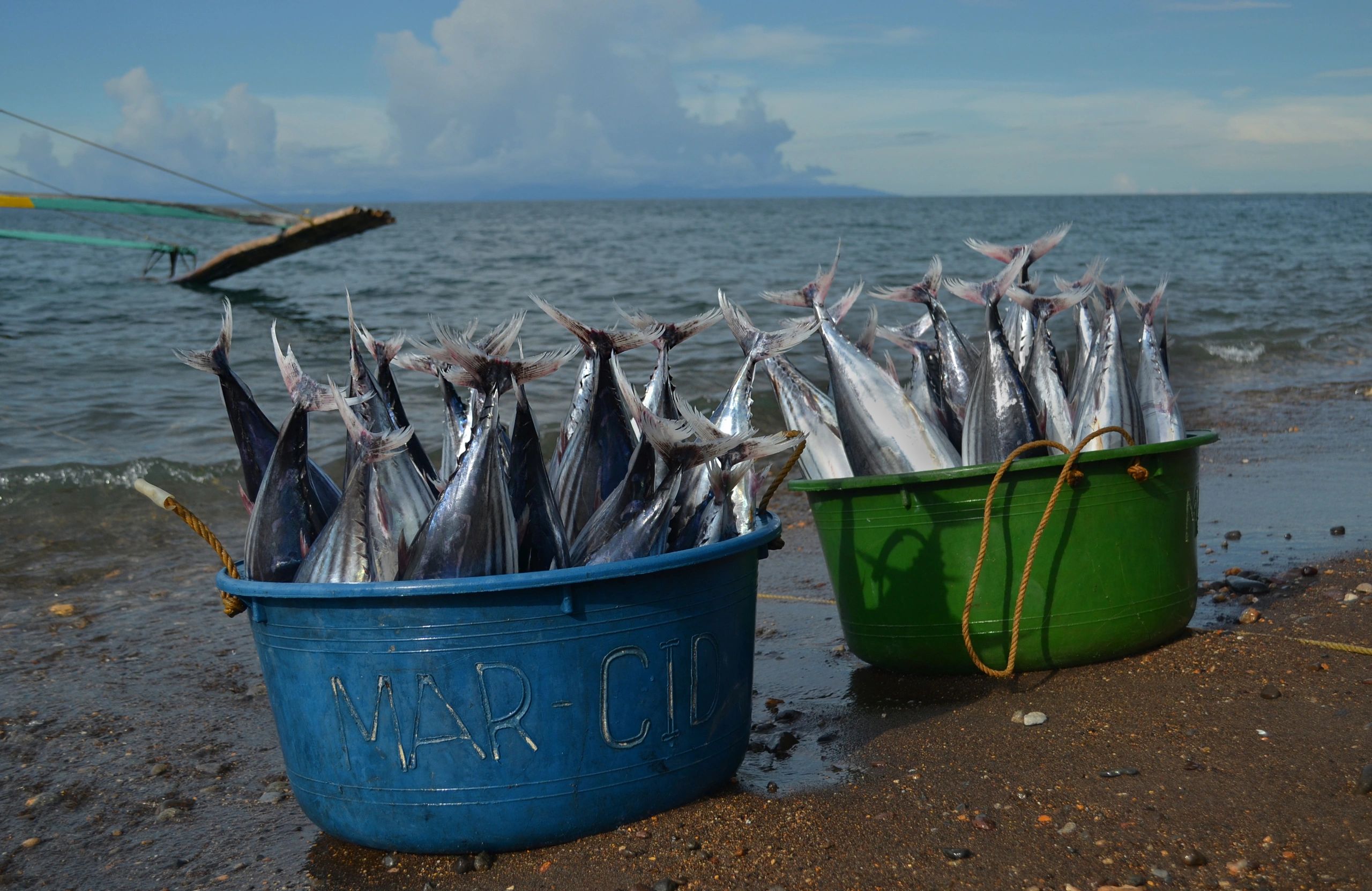 Tuna prepared for seafood export operations